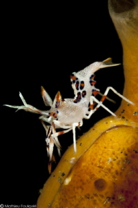 shrimp (Lembeh) by Mathieu Foulquié 